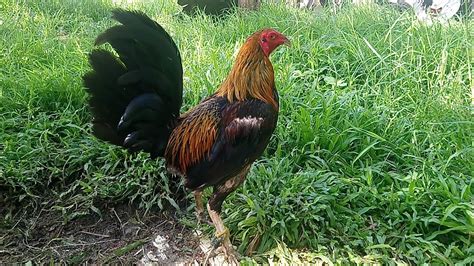 MANOK NA MAS MAGANDANG ILABAN AYON SA .